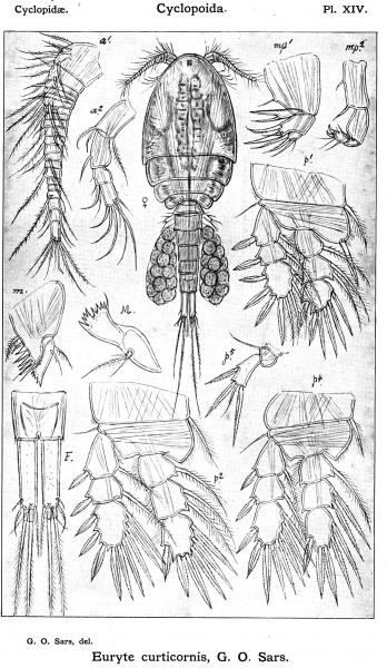 Euryte curticornis from Sars, G.O. 1913 Euryte curticornis from Sars, G.O. 1913