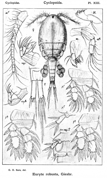 Euryte robusta from Sars, G.O. 1913 Euryte robusta from Sars, G.O. 1913