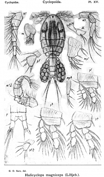 Halicyclops magniceps from Sars, G.O. 1913 Halicyclops magniceps from Sars, G.O. 1913