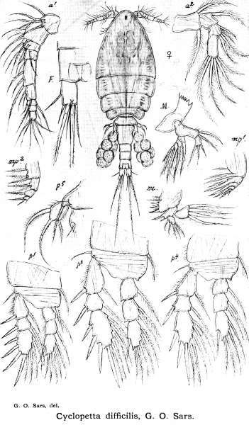 Cyclopetta difficilis from Sars, G.O. 1913 Cyclopetta difficilis from Sars, G.O. 1913