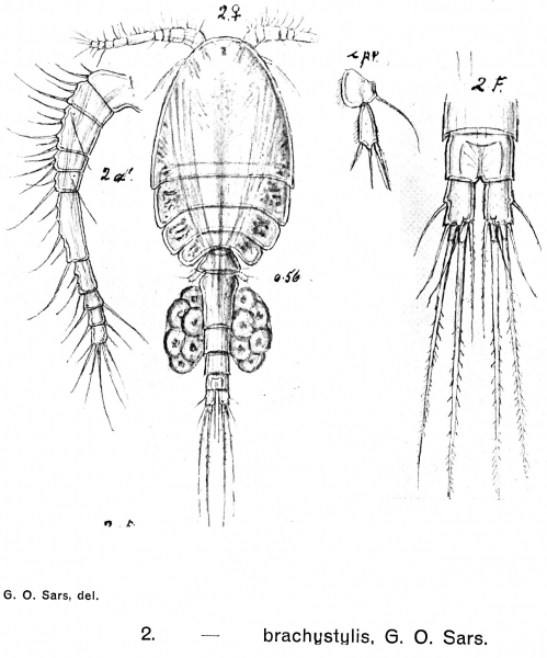 Cyclopina brachystylis from Sars, G.O. 1902 Cyclopina brachystylis from Sars, G.O. 1902