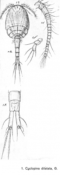 Cyclopina dilatata from Sars, G.O. 1902 Cyclopina dilatata from Sars, G.O. 1902