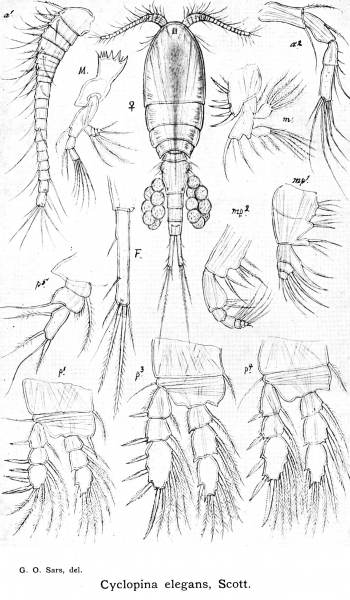 Cyclopina elegans from Sars, G.O. 1913 Cyclopina elegans from Sars, G.O. 1913