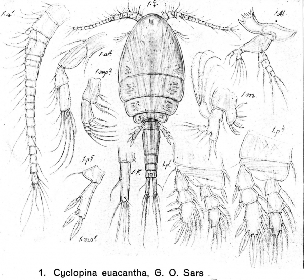 Cyclopina euacantha from Sars, G.O. 1918 Cyclopina euacantha from Sars, G.O. 1918