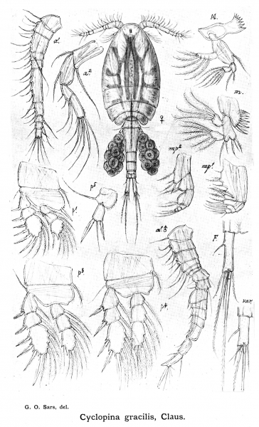 Cyclopina gracilis from Sars, G.O. 1913 Cyclopina gracilis from Sars, G.O. 1913