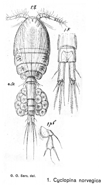 Cyclopina norvegica from Sars, G.O. 1902 Cyclopina norvegica from Sars, G.O. 1902