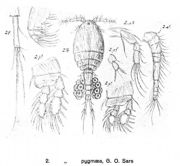 Cyclopina pygmaea from Sars, G.O. 1918 Cyclopina pygmaea from Sars, G.O. 1918