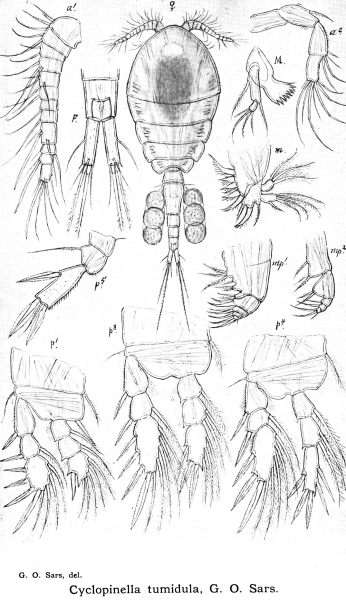 Cyclopinella tumidula from Sars, G.O. 1913 Cyclopinella tumidula from Sars, G.O. 1913