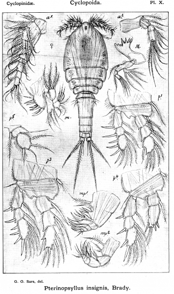 Pterinopsyllus insignis from Sars, G.O. 1913 Pterinopsyllus insignis from Sars, G.O. 1913