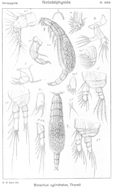 Botachus cylindratus from Sars, G.O. 1921 Botachus cylindratus from Sars, G.O. 1921