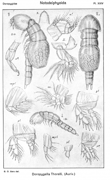 Doropygella thorelli from Sars, G.O. 1921 Doropygella thorelli from Sars, G.O. 1921