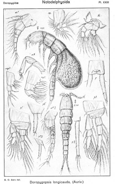 Doropygopsis longicauda from Sars, G.O. 1921 Doropygopsis longicauda from Sars, G.O. 1921