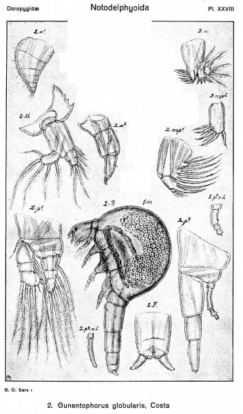 Gunenotophorus globularis from Sars, G.O. 1921 Gunenotophorus globularis from Sars, G.O. 1921