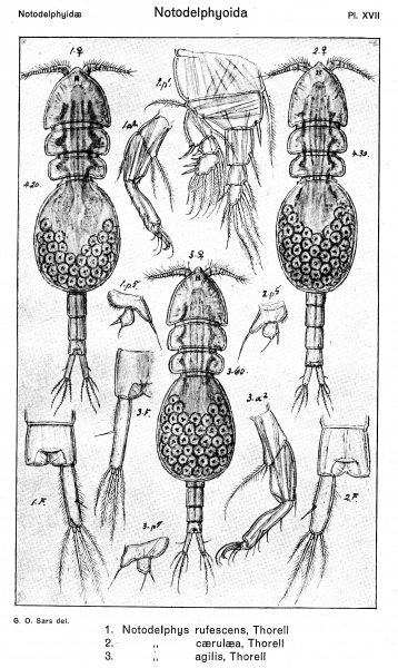 Notodelphys agilis from Sars, G.O. 1921 Notodelphys agilis from Sars, G.O. 1921