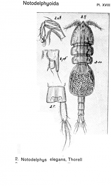 Notodelphys elegans from Sars, G.O. 1921 Notodelphys elegans from Sars, G.O. 1921