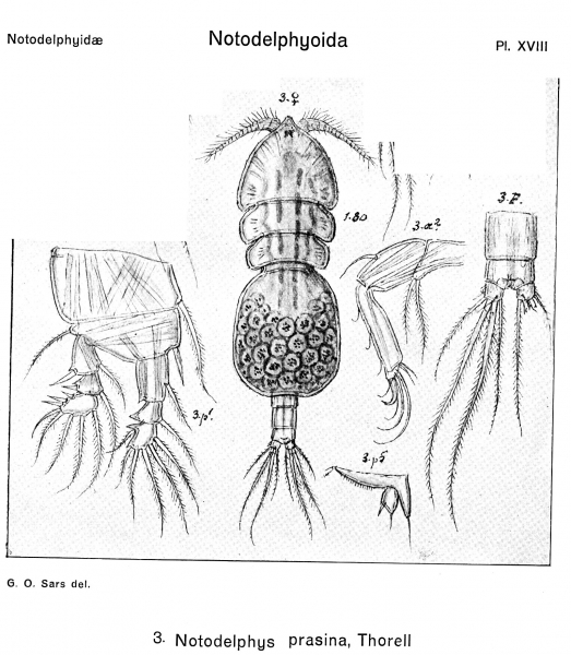 Notodelphys prasina from Sars, G.O. 1921 Notodelphys prasina from Sars, G.O. 1921