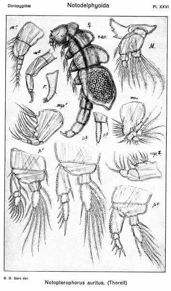 Notopterophorus auritus from Sars, G.O. 1921 Notopterophorus auritus from Sars, G.O. 1921