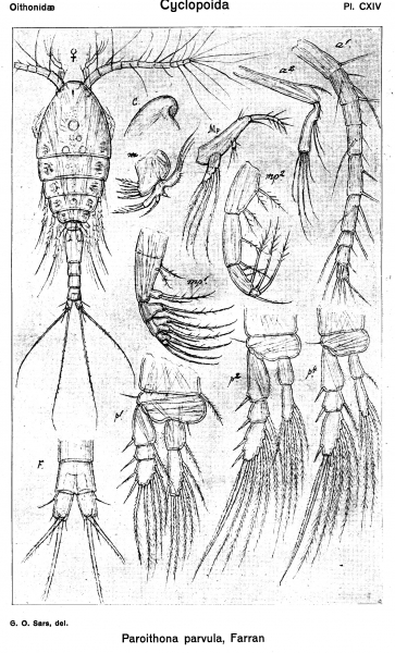 Paroithona parvula from Sars, G.O. 1918 Paroithona parvula from Sars, G.O. 1918