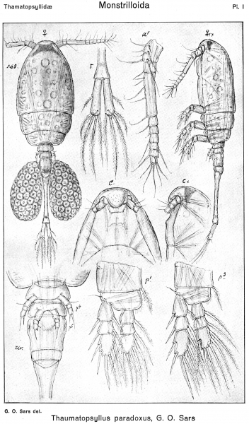 Thaumatopsyllus paradoxus from Sars, G.O. 1921 Thaumatopsyllus paradoxus from Sars, G.O. 1921