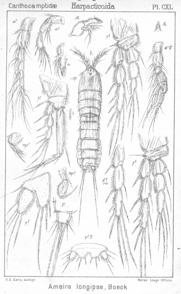 Ameira longipes from Sars, G.O. 1907 Ameira longipes from Sars, G.O. 1907