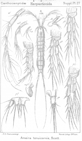 Ameira tenuicornis from Sars, G.O. 1911 Ameira tenuicornis from Sars, G.O. 1911