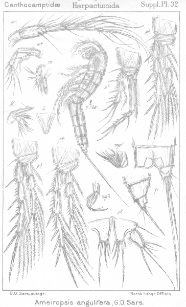 Ameiropsis angulifera from Sars, G.O. 1911 Ameiropsis angulifera from Sars, G.O. 1911