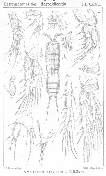 Ameiropsis brevicornis from Sars, G.O. 1907 Ameiropsis brevicornis from Sars, G.O. 1907
