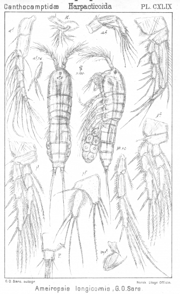 Ameiropsis longicornis from Sars, G.O. 1907