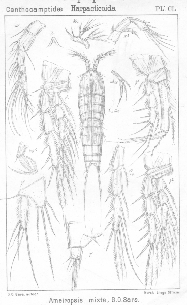 Ameiropsis mixta from Sars, G.O. 1907 Ameiropsis mixta from Sars, G.O. 1907