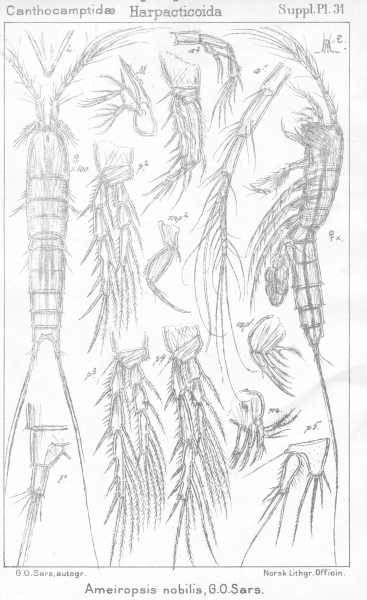 Ameiropsis nobilis from Sars, G.O. 1911 Ameiropsis nobilis from Sars, G.O. 1911