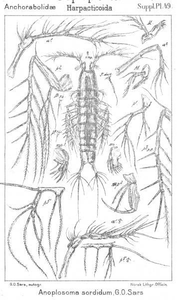 Anoplosoma sordidum from Sars, G.O. 1911 Anoplosoma sordidum from Sars, G.O. 1911