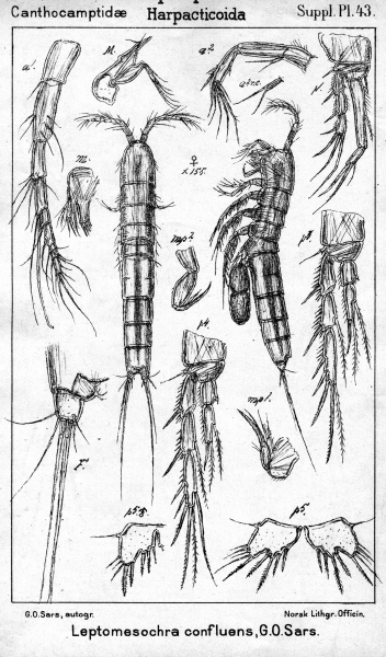 Leptomesochra confluens from Sars, G.O. 1911 Leptomesochra confluens from Sars, G.O. 1911