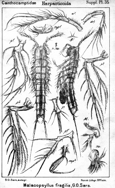 Malacopsyllus fragilis from Sars, G.O. 1911 Malacopsyllus fragilis from Sars, G.O. 1911