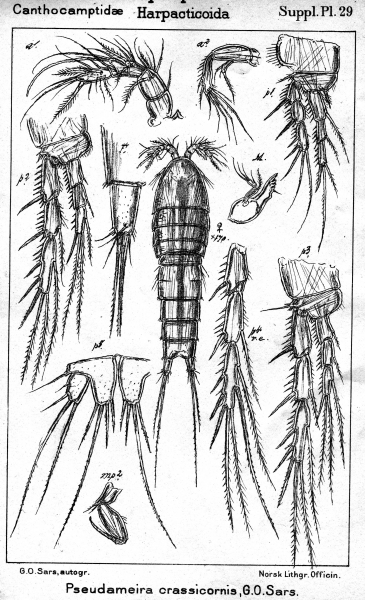 Pseudameira crassicornis from Sars, G.O. 1911