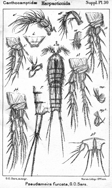 Pseudameira furcata from Sars, G.O. 1911 Pseudameira furcata from Sars, G.O. 1911