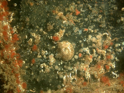 Underwater picture 6