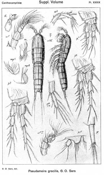 Pseudameira gracilis from Sars, G.O. 1920 Pseudameira gracilis from Sars, G.O. 1920