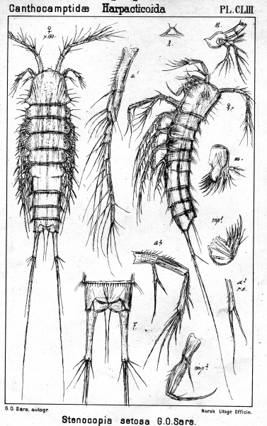 Stenocopia setosa from Sars, G.O. 1907 Stenocopia setosa from Sars, G.O. 1907