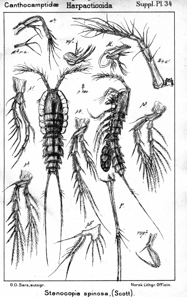 Stenocopia spinosa from Sars, G.O. 1911 Stenocopia spinosa from Sars, G.O. 1911