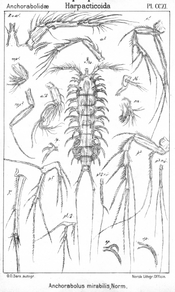 Ancorabolus mirabilis from Sars, G.O. 1909 Ancorabolus mirabilis from Sars, G.O. 1909