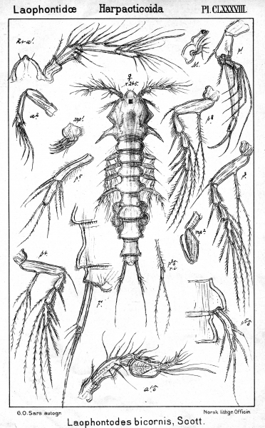 Laophontodes bicornis from Sars, G.O. 1908 Laophontodes bicornis from Sars, G.O. 1908