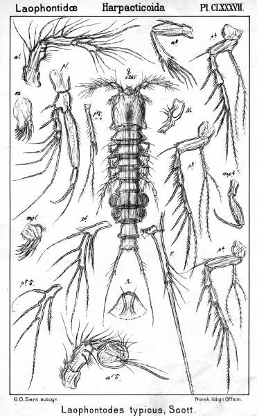 Laophontodes typicus from Sars, G.O. 1908 Laophontodes typicus from Sars, G.O. 1908