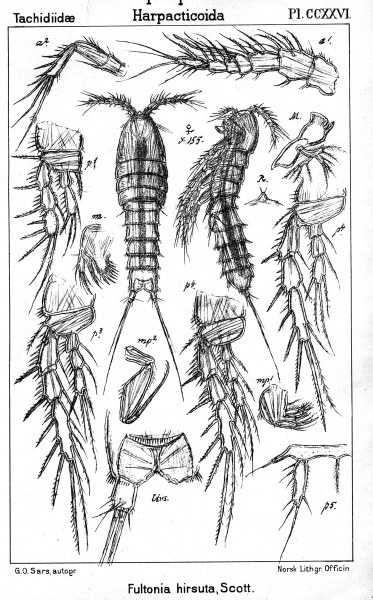 Fultonia hirsuta from Sars, G.O. 1910 Fultonia hirsuta from Sars, G.O. 1910