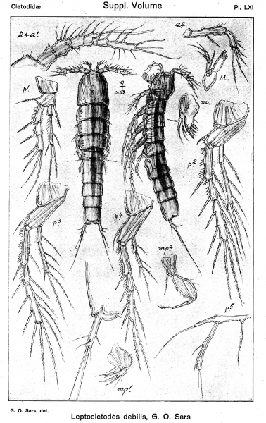 Leptocletodes debilis from Sars, G.O. 1920 Leptocletodes debilis from Sars, G.O. 1920
