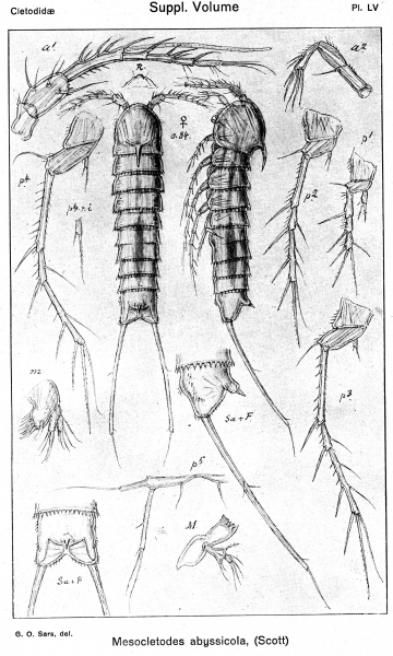 Mesocletodes abyssicola from Sars, G.O. 1920 Mesocletodes abyssicola from Sars, G.O. 1920