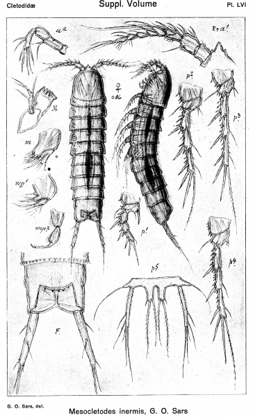 Mesocletodes inermis from Sars, G.O. 1920 Mesocletodes inermis from Sars, G.O. 1920