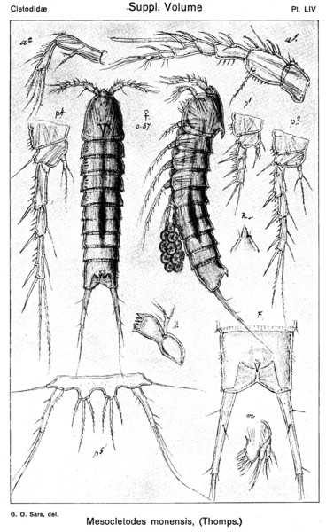 Mesocletodes monensis from Sars, G.O. 1920 Mesocletodes monensis from Sars, G.O. 1920