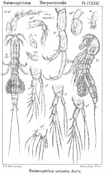 Balaenophilus unisetus from Sars, G.O. 1910 Balaenophilus unisetus from Sars, G.O. 1910