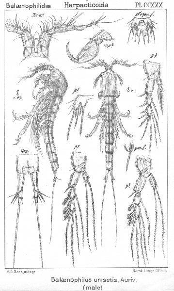 Balaenophilus unisetus (male) from Sars, G.O. 1910 Balaenophilus unisetus (male) from Sars, G.O. 1910