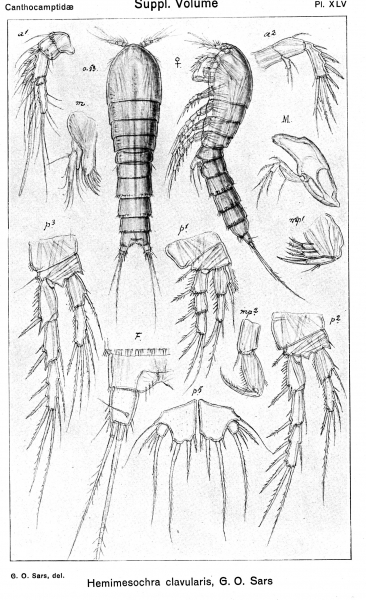 Hemimesochra clavularis from Sars, G.O. 1920 Hemimesochra clavularis from Sars, G.O. 1920